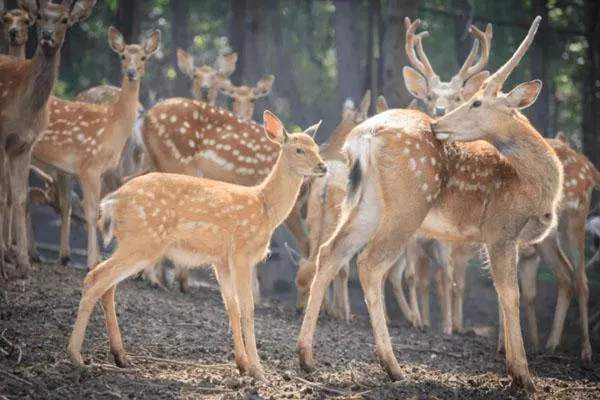 2022沈陽(yáng)森林動(dòng)物園營(yíng)業(yè)時(shí)間及門票價(jià)格