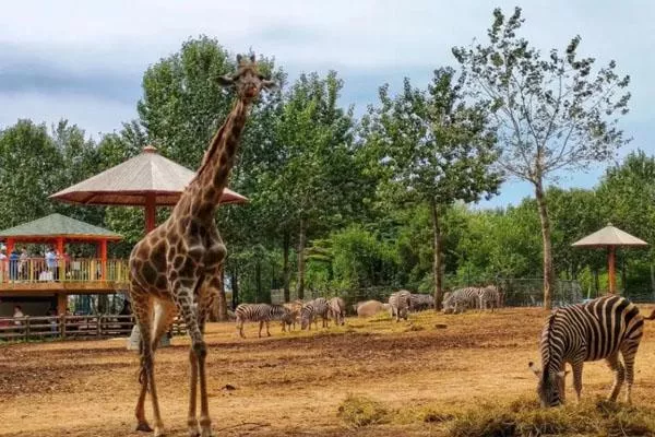 2022沈陽(yáng)森林動(dòng)物園營(yíng)業(yè)時(shí)間及門票價(jià)格